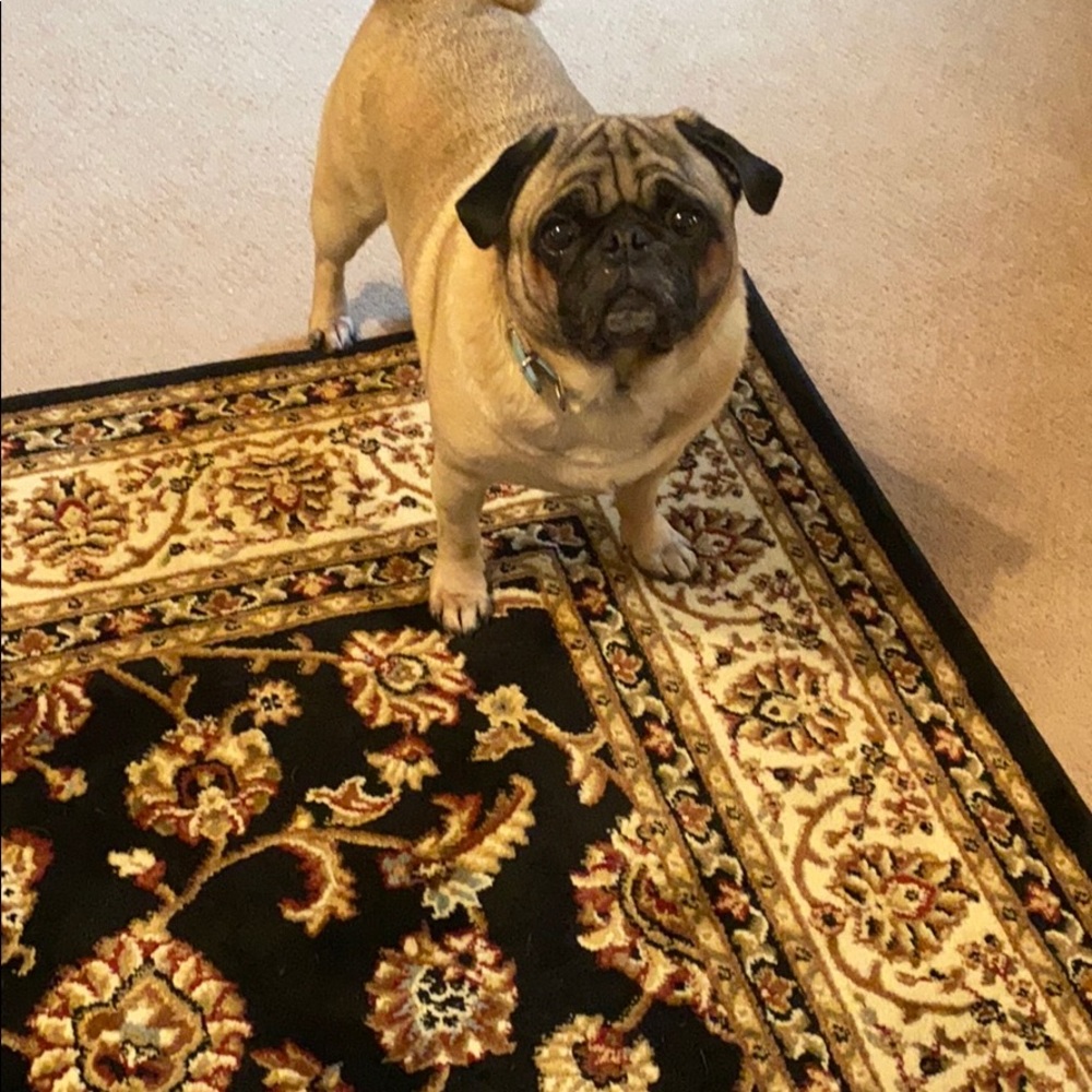 Not for Sale, Eye Candy Only, Meet Carlton